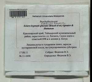 Sciuro-hypnum latifolium (Kindb.) Ignatov & Huttunen, Гербарий мохообразных, Мхи - Красноярский край, Тыва и Хакасия (B17) (Россия)