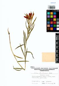 Lilium concolor var. partheneion (Siebold & de Vriese) Baker, Сибирь, Прибайкалье и Забайкалье (S4) (Россия)