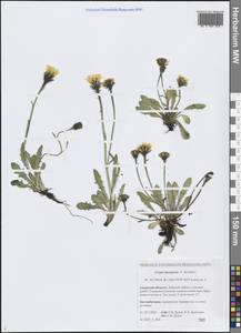 Скерда буреинская F.Schmidt, Сибирь, Дальний Восток (S6) (Россия)