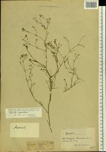 Cynanchica pyrenaica subsp. cynanchica (L.) P.Caputo & Del Guacchio, Восточная Европа, Молдавия (E13a) (Молдавия)