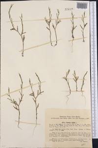 Dianthus nudiflorus Griff., Средняя Азия и Казахстан, Западный Тянь-Шань и Каратау (M3) (Узбекистан)