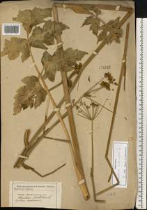 Heracleum sphondylium subsp. sibiricum (L.) Simonk., Восточная Европа, Центральный лесостепной район (E6) (Россия)