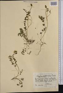 Astragalus peterae H. T. Tsai & Yu, Средняя Азия и Казахстан, Памир и Памиро-Алай (M2) (Таджикистан)