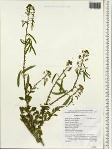 Cleome arabica L., Зарубежная Азия (ASIA) (Израиль)