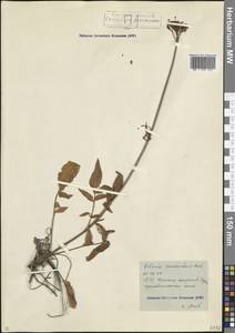 Валериана сердечниковая M.Bieb., Кавказ, Северная Осетия, Ингушетия и Чечня (K1c) (Россия)