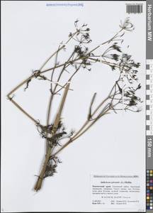 Купырь лесной (L.) Hoffm., Сибирь, Чукотка и Камчатка (S7) (Россия)