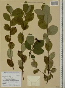 Sorbaronia ×arsenii (Britton & Arsène) G. N. Jones, Восточная Европа, Северный район (E1) (Россия)