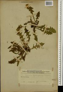 Taraxacum stenocephalum subsp. daralagesicum (Schischk.) Kirschner & Stepánek, Кавказ, Азербайджан (K6) (Азербайджан)