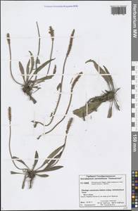 Подорожник сероватый Adams, Сибирь, Центральная Сибирь (S3) (Россия)