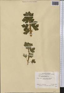 Ribes oxyacanthoides, Америка (AMER) (Канада)