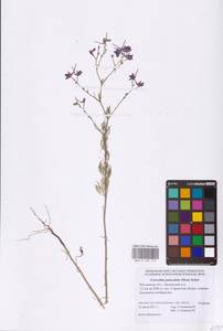 Delphinium consolida subsp. paniculatum (Host) N.Busch, Восточная Европа, Ростовская область (E12a) (Россия)