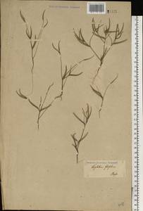 Лепталеум нителистный (Willd.) DC., Восточная Европа, Нижневолжский район (E9) (Россия)