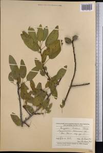 Prunus bucharica (Korsh.) B. Fedtsch., Средняя Азия и Казахстан, Памир и Памиро-Алай (M2) (Таджикистан)