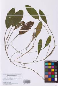 Рдест узловатый Poir., Восточная Европа, Московская область и Москва (E4a) (Россия)