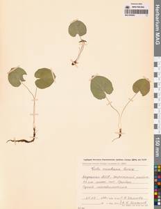 Viola tenuicornis subsp. ircutiana (Turcz.) Espeut, Сибирь, Якутия (S5) (Россия)