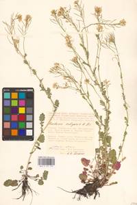 Сурепка обыкновенная W.T.Aiton, Восточная Европа, Центральный лесостепной район (E6) (Россия)