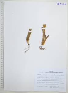 Баранец обыкновенный (L.) Bernh., Сибирь, Дальний Восток (S6) (Россия)