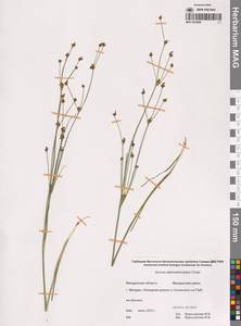 Ситник альпийскочленистый Chaix, Сибирь, Чукотка и Камчатка (S7) (Россия)