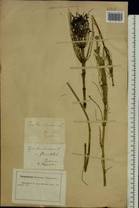 Хвощ приречный, Хвощ топяной L., Восточная Европа, Центральный лесостепной район (E6) (Россия)