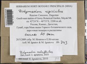 Didymodon calciphilus Ignatova & Ignatov, Гербарий мохообразных, Мхи - Северный Кавказ и Предкавказье (B12) (Россия)