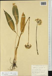 Лук медвежий, Черемша L., Западная Европа (EUR) (Великобритания)