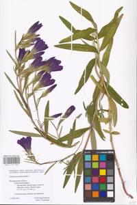 Горечавка легочная L., Восточная Европа, Центральный лесостепной район (E6) (Россия)