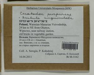 Barbula unguiculata Hedw., Гербарий мохообразных, Мхи - Западная Европа (BEu) (Польша)