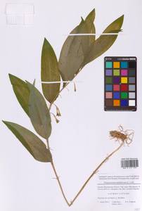 Купена многоцветковая (L.) All., Восточная Европа, Московская область и Москва (E4a) (Россия)