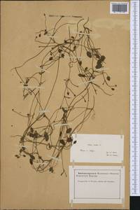 Luronium natans (L.) Raf., Западная Европа (EUR) (Франция)