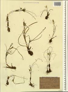 Гусиный лук зеленовато-желтый (M.Bieb.) Schult. & Schult.f., Кавказ, Грузия (K4) (Грузия)