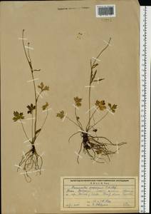 Лютик близкий C.A.Mey., Восточная Европа, Северный район (E1) (Россия)