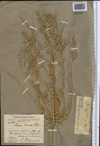 Климакоптера Кожинского (Drobow) Botsch., Средняя Азия и Казахстан, Муюнкумы, Прибалхашье и Бетпак-Дала (M9) (Казахстан)