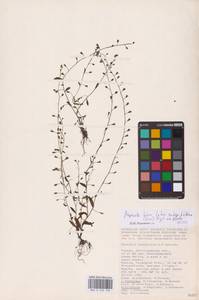 Myosotis laxa subsp. baltica (Sam.) Hyl. ex Nordh., Восточная Европа, Нижневолжский район (E9) (Россия)