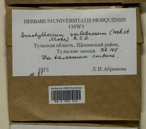 Brachythecium salebrosum (Hoffm. ex F. Weber & D. Mohr) Schimp., Гербарий мохообразных, Мхи - Центральное Нечерноземье (B6) (Россия)