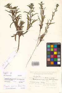 Липучка, Средняя Азия и Казахстан, Прикаспийский Устюрт и Северное Приаралье (M8) (Казахстан)