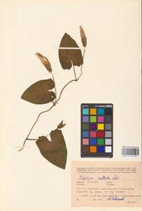 Calystegia sepium subsp. americana (Sims) Brummitt, Восточная Европа, Северо-Украинский район (E11) (Украина)