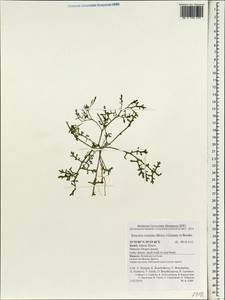 Erucaria rostrata (Boiss.) A.W. Hill ex Greuter & Burdet, Зарубежная Азия (ASIA) (Израиль)