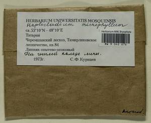 Haplocladium microphyllum (Sw. ex Hedw.) Broth., Гербарий мохообразных, Мхи - Среднее Поволжье (B9) (Россия)