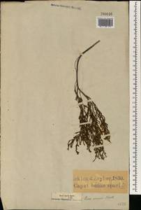 Erica cristiflora var. blanda (Salisb.) Bolus, Африка (AFR) (ЮАР)