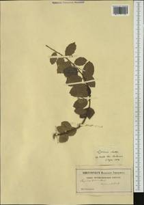 Quercus suber L., Ботанические сады и дендрарии (GARD) (Германия)