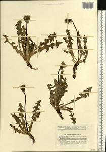 Taraxacum stenoglossum Brenner, Восточная Европа, Северо-Западный район (E2) (Россия)
