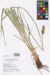 Осока лисья L., Восточная Европа, Центральный район (E4) (Россия)