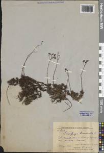 Камнеломка гребенчато-реснитчатая L., Сибирь, Дальний Восток (S6) (Россия)