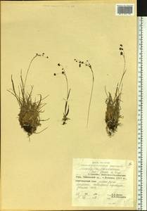 Luzula arcuata subsp. unalaschkensis (Buchenau) Hultén, Сибирь, Дальний Восток (S6) (Россия)