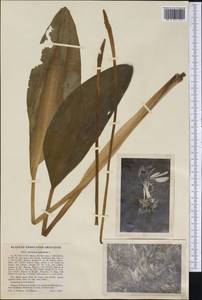 Orontium aquaticum L., Америка (AMER) (США)