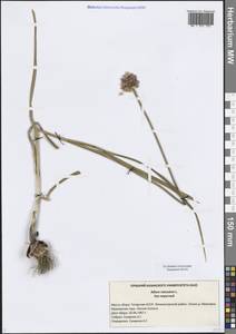 Лук круглый L., Восточная Европа, Средневолжский район (E8) (Россия)