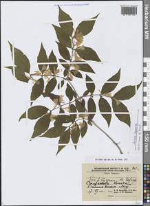 Жимолость золотистая Turcz., Сибирь, Дальний Восток (S6) (Россия)