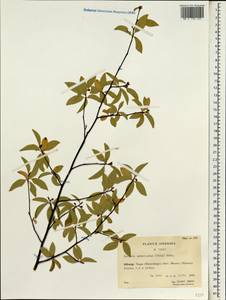 Lindera umbellata Thunb., Зарубежная Азия (ASIA) (КНР)