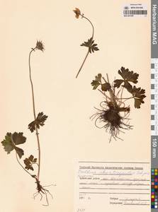 Купальница бумажночашелистиковая Schipcz., Сибирь, Чукотка и Камчатка (S7) (Россия)