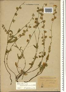 Солнцецвет монетолистный (L.) Mill., Кавказ, Армения (K5) (Армения)